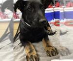 Small #10 German Shepherd Dog