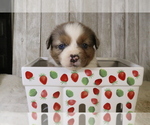 Small Photo #22 Miniature Australian Shepherd Puppy For Sale in STAFFORD, VA, USA