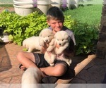 Small Photo #12 Alaskan Malamute Puppy For Sale in HENNESSEY, OK, USA