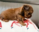 Small #9 Yorkshire Terrier