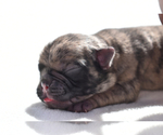 Small #1 Pug