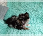 Small Photo #3 Pomeranian Puppy For Sale in LAUREL, MS, USA