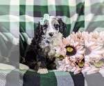 Small #2 Aussiedoodle Miniature 