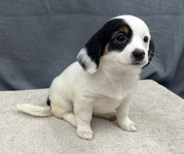 Medium Photo #17 Chiweenie Puppy For Sale in SAINT AUGUSTINE, FL, USA