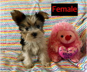 Yorkshire Terrier Puppy for sale in AMSTERDAM, MO, USA