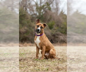 Duck - Male Boxador Dog for Adoption - Photo #5