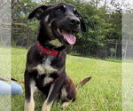 Small Australian Kelpie-Black Mouth Cur Mix
