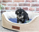 Small #4 Schnauzer (Miniature)