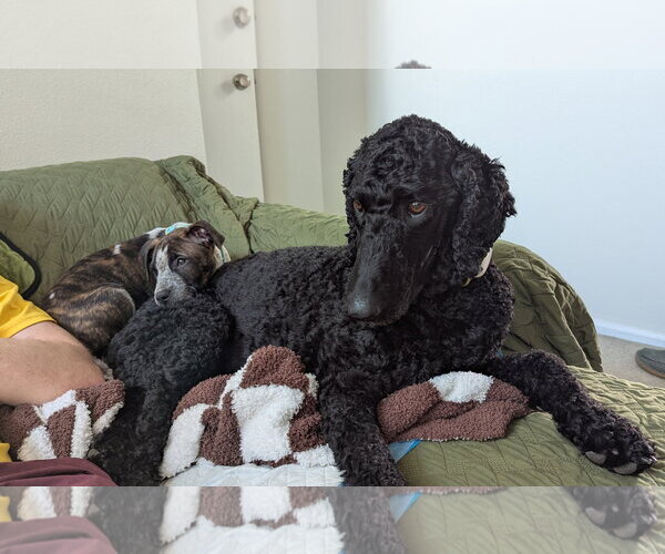 Medium Photo #4 Staffordshire Bull Terrier-Unknown Mix Puppy For Sale in Aurora, CO, USA
