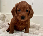 Puppy 6 Labradoodle-Poodle (Miniature) Mix