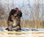 Small #18 ShihPoo