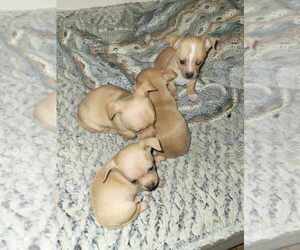 Chihuahua Puppy for sale in CLIFTON, IL, USA