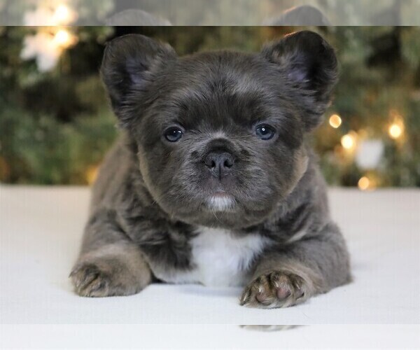 Medium Photo #4 French Bulldog Puppy For Sale in FREDERICKSBURG, OH, USA