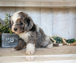 Small Photo #19 Miniature Labradoodle Puppy For Sale in SUGARCREEK, OH, USA
