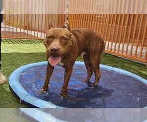 American Pit Bull Terrier-Unknown Mix Dogs for adoption in Las Vegas, NV, USA