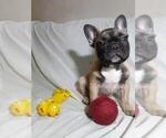 Small Photo #3 French Bulldog Puppy For Sale in AUSTIN, TX, USA