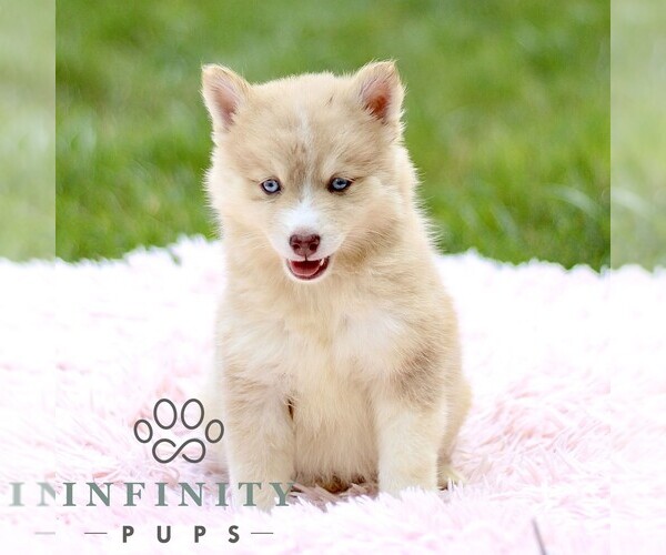 Medium Photo #5 Pomsky Puppy For Sale in PARKESBURG, PA, USA
