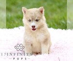 Small #4 Pomsky