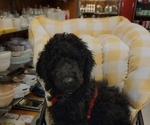 Small #67 Poodle (Standard)