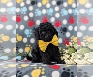 Poodle (Toy) Puppy for sale in NOTTINGHAM, PA, USA