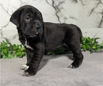 Puppy Ebony Cocker-Pei