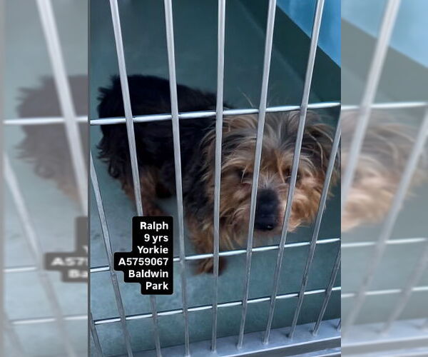 Medium Photo #2 Mutt Puppy For Sale in Pasadena, CA, USA