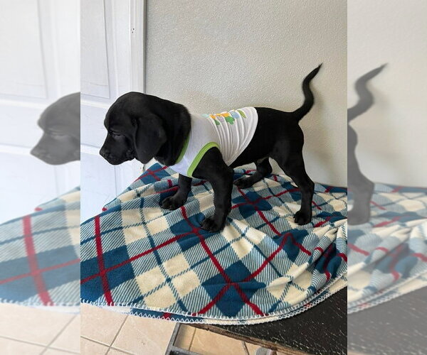 Medium Photo #4 Labbe Puppy For Sale in Osgood, IN, USA