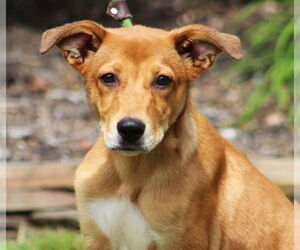 Mutt Dogs for adoption in Canton, CT, USA