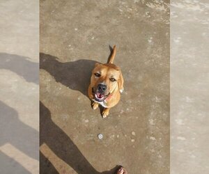 Bonita - Female Labrador Retriever-Unknown Mix Dog for Adoption - Photo #4