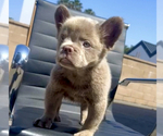 Small Photo #2 French Bulldog Puppy For Sale in NEW YORK, NY, USA