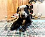 Small #2 Catahoula Leopard Dog-Mastiff Mix