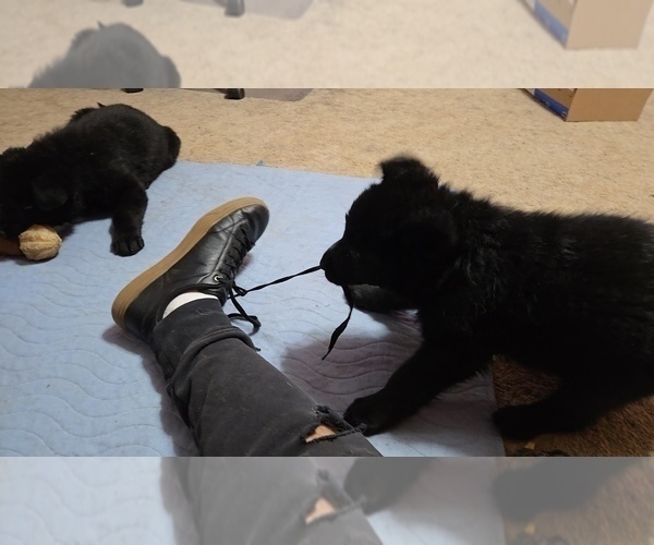 Medium Photo #4 German Shepherd Dog Puppy For Sale in BEAVER, OH, USA