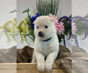Shih Tzu Puppy for sale in ROCKFORD, IL, USA