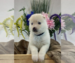 Small Photo #1 Pomsky Puppy For Sale in ROCKFORD, IL, USA