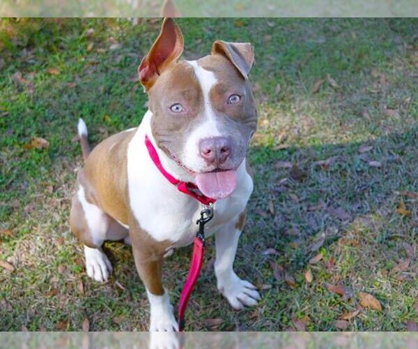 Medium Photo #1 American Pit Bull Terrier-Unknown Mix Puppy For Sale in Tallahassee, FL, USA