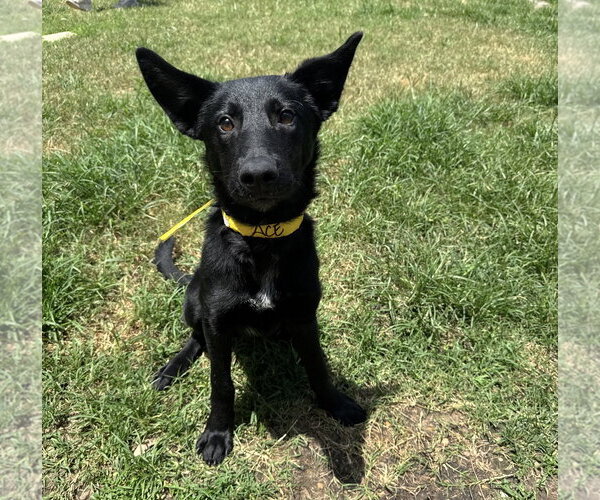 Medium Photo #2 Mutt Puppy For Sale in Houston, TX, USA