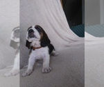 Small Photo #26 Basset Hound Puppy For Sale in PETERSBURG, IN, USA