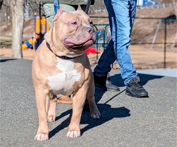 Medium Photo #1 American Bully Puppy For Sale in NAUGATUCK, CT, USA
