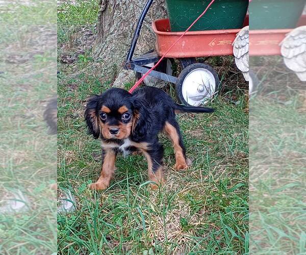 Medium Photo #1 Cavalier King Charles Spaniel Puppy For Sale in HOPKINSVILLE/PRINCETON, KY, NH, USA