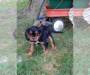 Cavalier King Charles Spaniel Dogs for adoption in HOPKINSVILLE/PRINCETON, KY, NH, USA