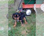 Small Cavalier King Charles Spaniel