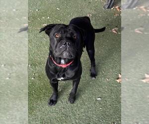 Mutt Dogs for adoption in Woodland, CA, USA