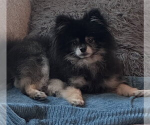 Pomeranian Dogs for adoption in Bellevue, WA, USA