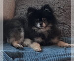 Small #1 Pomeranian