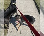 Small Photo #5 German Shepherd Dog-Miniature Pinscher Mix Puppy For Sale in Fishers, IN, USA