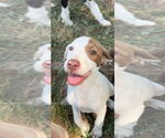 Small #1 Lab-Pointer