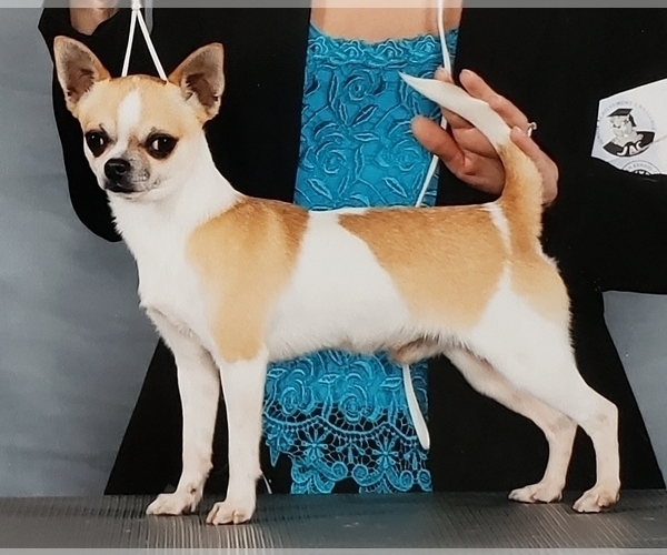 Medium Photo #1 Chihuahua Puppy For Sale in HUGGINS, MO, USA