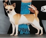 Small Photo #1 Chihuahua Puppy For Sale in HUGGINS, MO, USA