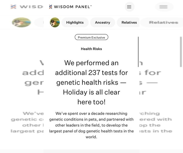 Medium Photo #6 Saint Bernard Puppy For Sale in SLAYTON, MN, USA