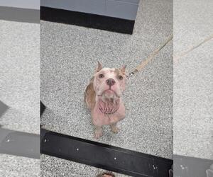 American Staffordshire Terrier-Eurasier Mix Dogs for adoption in Front Royal, VA, USA